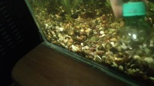 Как почистить грунт в аквариуме
