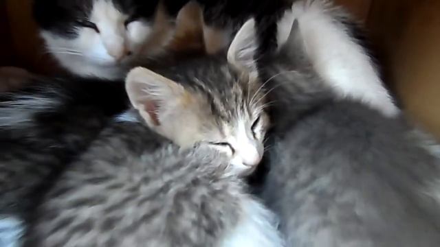 Кошачий сон - cat's dream смотреть онлайн