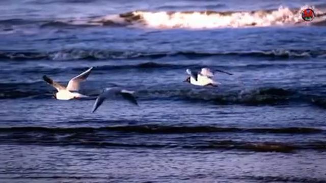 Медитация перед сном,(Meditation Before Bedtime) медитация исцеление смотреть онлайн