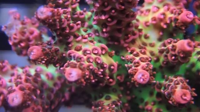 Proper Lighting And Coral Colors Equals Healthy Corals Tissue & Zooxanthellae