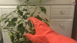 ФИКУС Бенджамина 'Саманта' - как легко укоренить в воде, размножить черенками и выбрать субстрат.