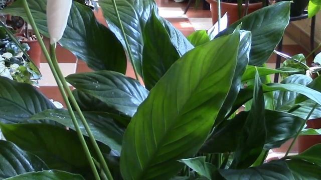 Комнатные растения. Листовая подкормка. смотреть онлайн