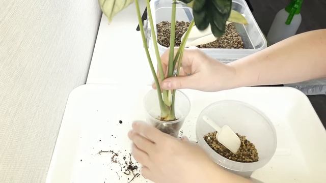 КОМНАТНЫЕ РАСТЕНИЯ(ЦВЕТЫ).ПОСЫЛКА С ЛЕЧУЗОЙ.ПЕРЕСАДКА АЛОКАЗИЙ. смотреть онлайн