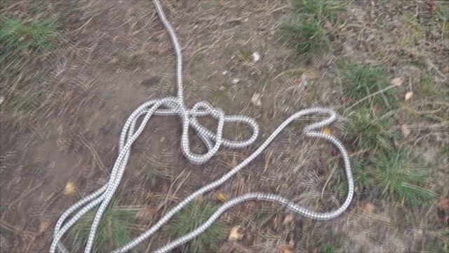 Как спилить дерево