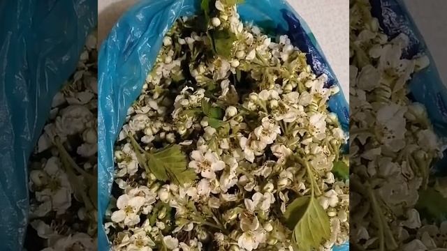 Цветки боярышника, для здоровья легких смотреть онлайн