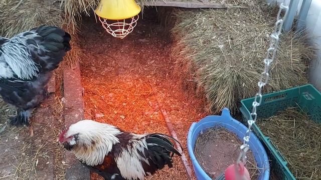 ПОЛЕЗНОЕ ТЕПЛО В КУРЯТНИКЕ - ТЕПЛИЦЕ\ Способы обогрева кур зимой сильный мороз\ Что такое Рефлекто смотреть онлайн