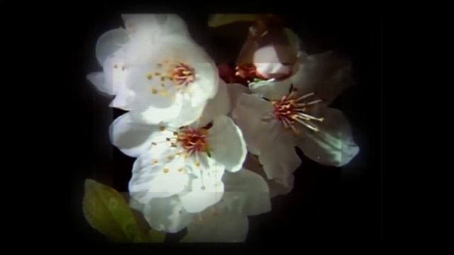 Спокойная Музыка Для Снятия Стресса и Распускающиеся Цветы. blooming flowers/RELAXING flute/Music смотреть онлайн