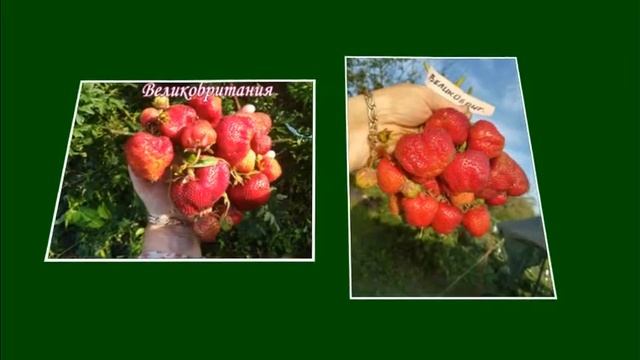 Видеопрезентация поздних сортов земляники коллекции Володиных на 2022 год смотреть онлайн