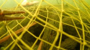 Подводная съёмка раколовок.🔥 Как рак залазит в раколовку 🔥👍