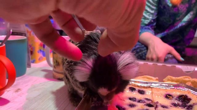 Вредная, но вкусная еда. Как есть и не толстеть смотреть онлайн