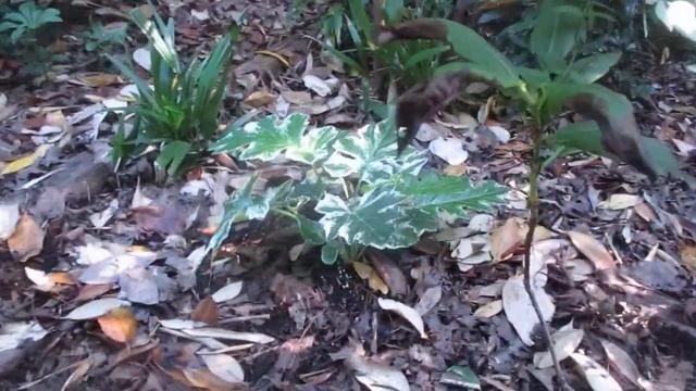 Exotic Evergreen Perennial Acanthus Mollis