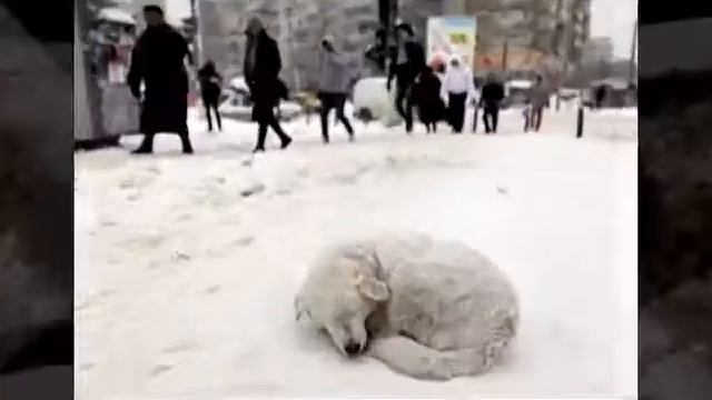 ВСЕМИРНЫЙ ДЕНЬ БЕЗДОМНЫХ ЖИВОТНЫХ ?? смотреть онлайн