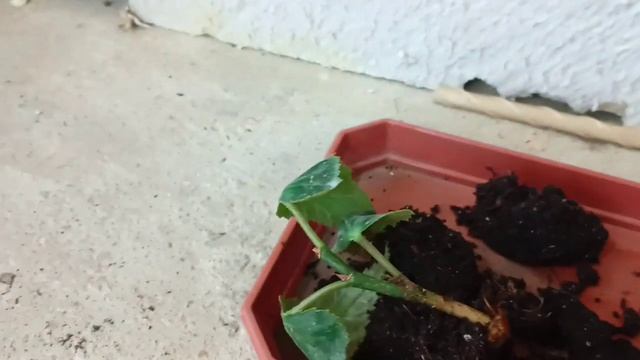 Очередной сюрприз !Бегония решила УДИВИТЬ! смотреть онлайн