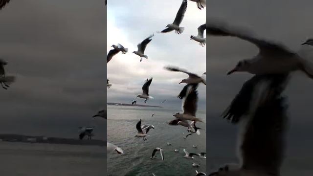 Бешеные чайки атакуют #shorts смотреть онлайн