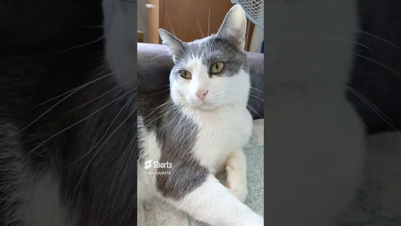 Мошеники#cat #кот #мурзик #котик #лайк #котики #питомец #юмор #прикол #топ #cat смотреть онлайн