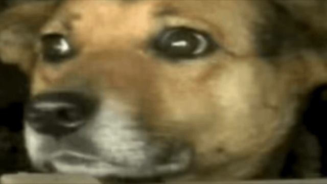 Мужчина взглянул на собаку и ее щенят, как вдруг увидел торчащую руку.. смотреть онлайн