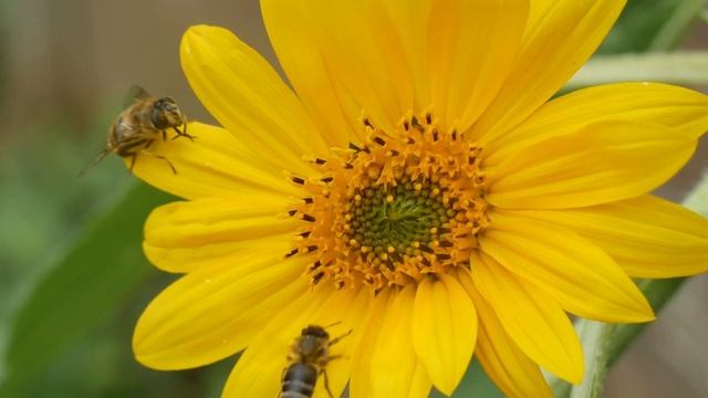 Счастливая медитация ДЫХАНИЕ ЦВЕТОМ. Дарит ощущение гармонии, радости, любви... смотреть онлайн