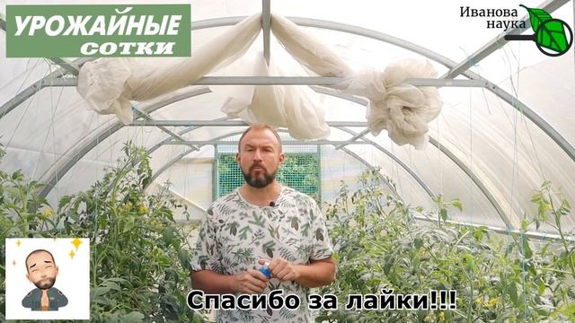 ЭТА ПОДКОРМКА ТВОРИТ ЧУДЕСА! Огурцы больше не будут желтеть, а томаты будут гораздо слаще! смотреть онлайн