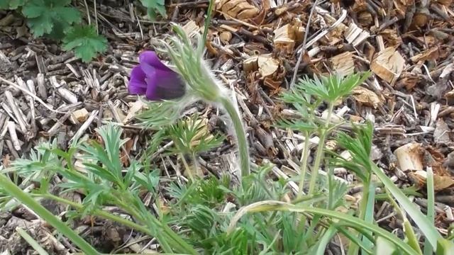 Какие цветы украшают мой сад в конце марта смотреть онлайн