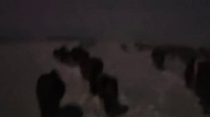 Табунное коневодство. После объёма жеребят кинематки потеряли покой.