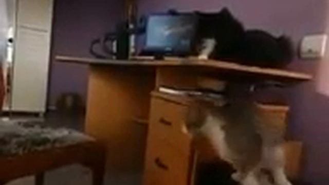 Котенок прыгает смотреть онлайн