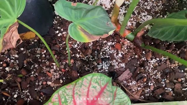 Crawling Philodendron - Philodendron thân bò trên mặt đất смотреть онлайн