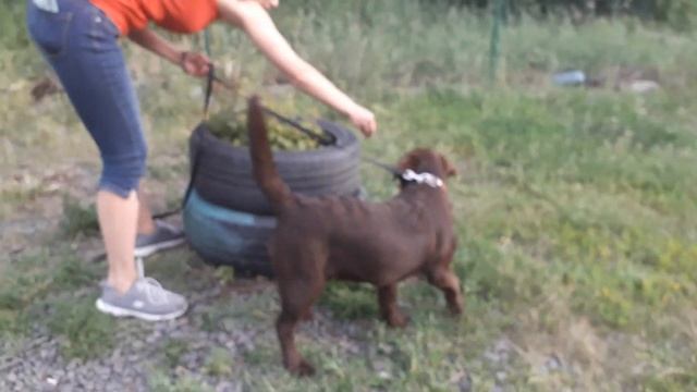 Дрессировка щенков овчарки и лабрадора смотреть онлайн