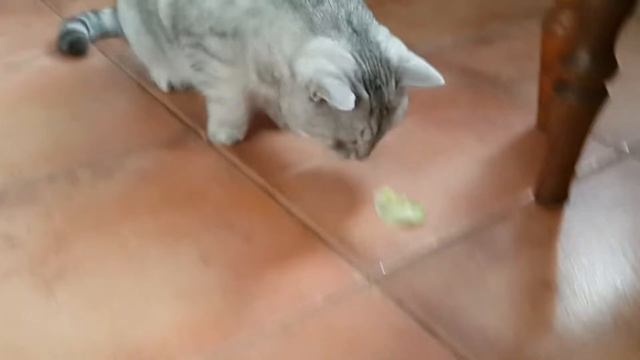 Кот веган!!! Он любит капусту, огурцы и помидоры!!! смотреть онлайн