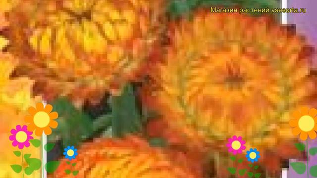 Гелихризум Королевский размер оранж. Краткий обзор Helichrysum Bracteatum Korolevskiy Razmer Orange