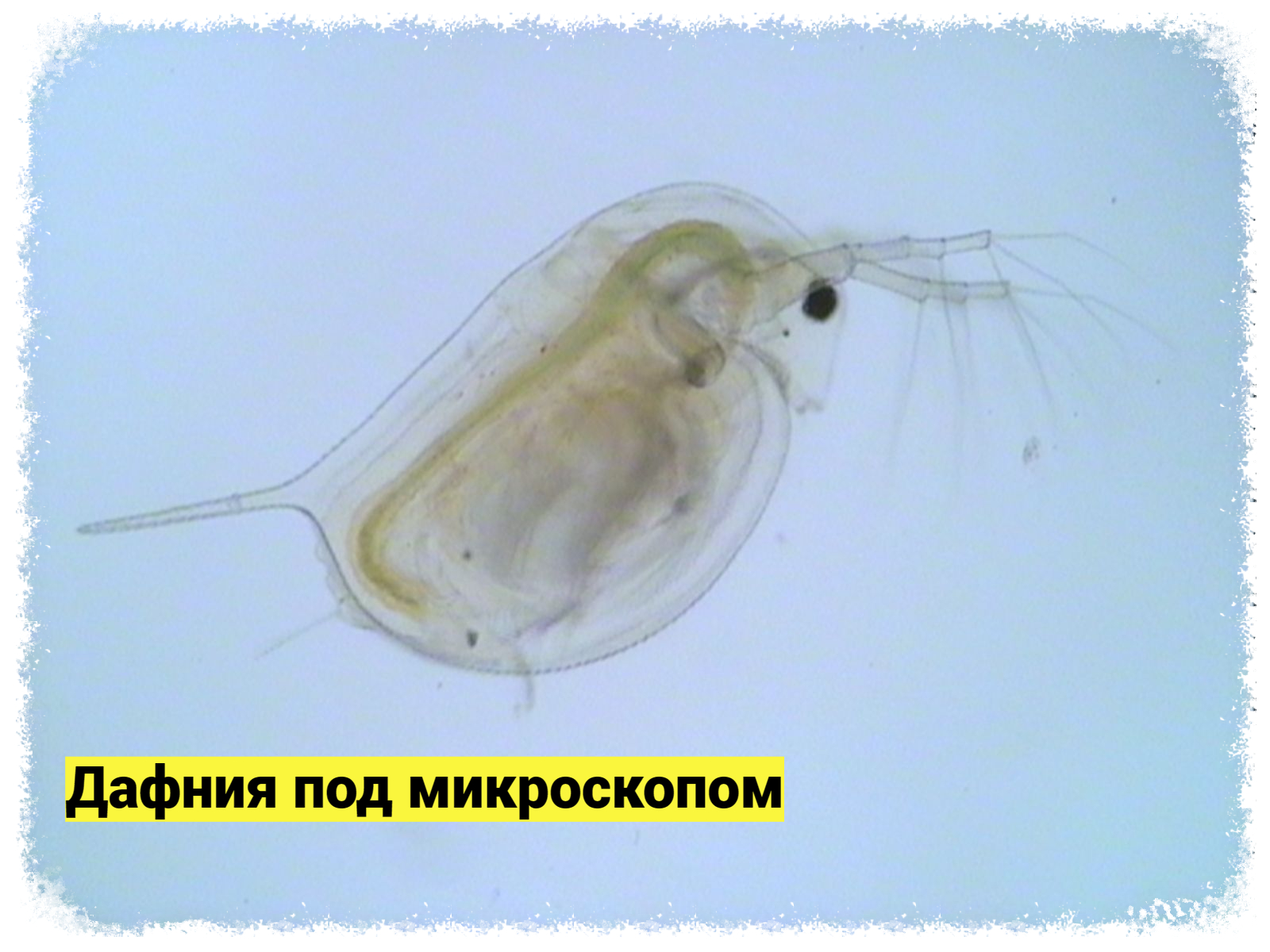 Дафния. Daphnia. смотреть онлайн