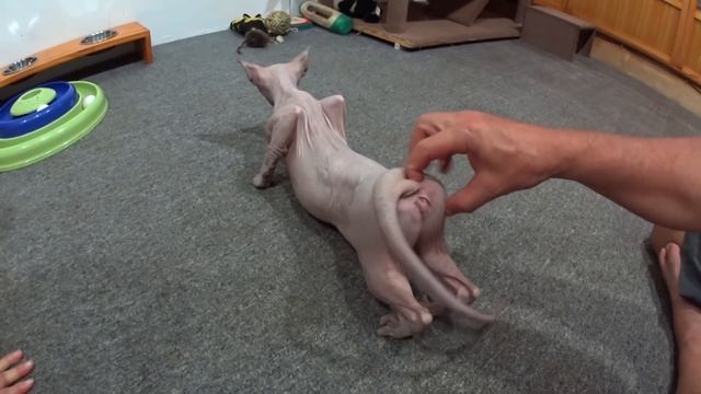 Acupressure for a cat in heat. How to deal with your cat in heat. смотреть онлайн