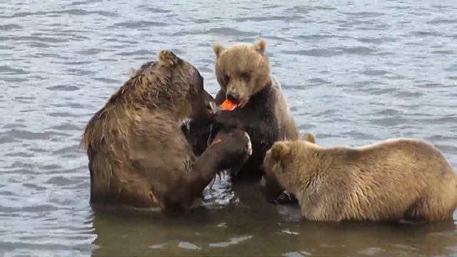 МЕДВЕДИ - РЫБАКИ ПРОФЕССИОНАЛЫ смотреть онлайн