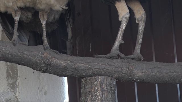 Как поёт павлин. Содержание павлинов дома. смотреть онлайн