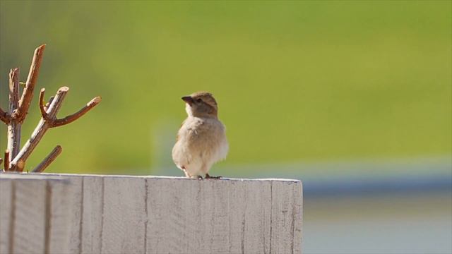 Valse à Grand Papa смотреть онлайн