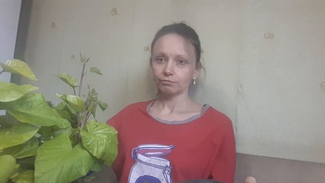 Батат, сладкая картошка, как вырастить рассаду, когда нужно садить батат для рассады, когда садить смотреть онлайн