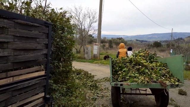 Обрезка лаврового листа смотреть онлайн