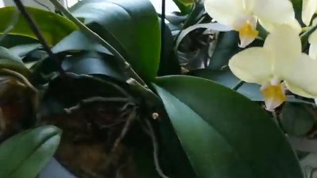 ЧАСТЬ 1.ЦВЕТЕНИЕ МОИХ ОРХИДЕЙ В КОНЦЕ МАЯ❣️??#phalaenopsis #фаленопсис #orhids #flores #legato ?❤️? смотреть онлайн