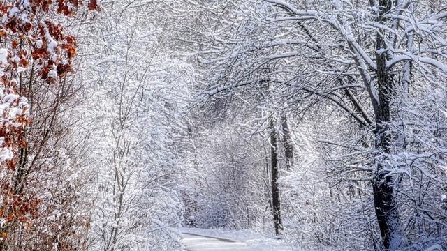 Зимняя сказка в лесу и очень красивая музыка для отдыха. (автор музыки в видео Сергей Грищук) смотреть онлайн