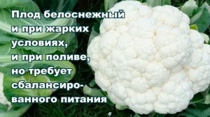 ЦВЕТНАЯ КАПУСТА САБОРД F1 - СТАБИЛЬНЫЙ, ЖАРОСТОЙКИЙ, БЕЛОСНЕЖНЫЙ, ДРУЖНЫЙ И ВЫРОВНЕННЫЙ ГИБРИД