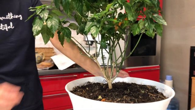 КРОССАНДРА ОБРЕЗКА ФОРМИРОВАНИЕ УХОД смотреть онлайн