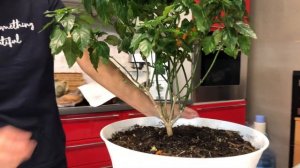 КРОССАНДРА ОБРЕЗКА ФОРМИРОВАНИЕ УХОД