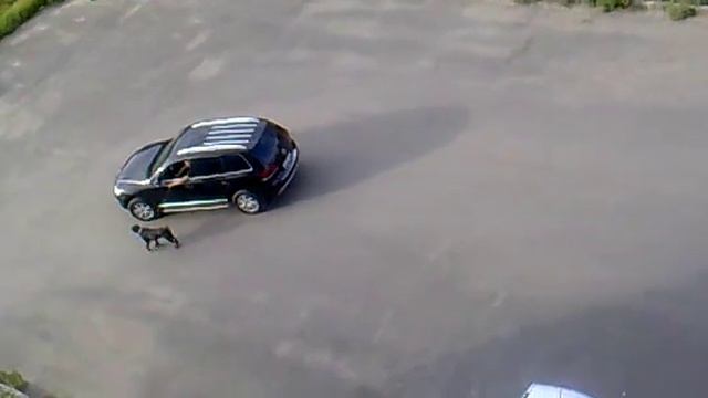 Выгуливание собак по новорусски)) смотреть онлайн