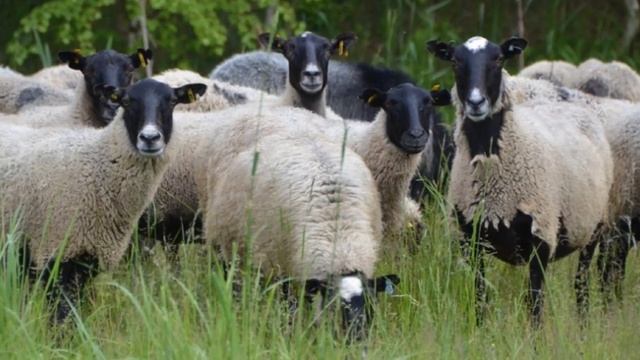 Откорм Романовских овец на мясо в домашних условиях | Овцеводство смотреть онлайн