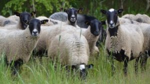 Откорм Романовских овец на мясо в домашних условиях | Овцеводство