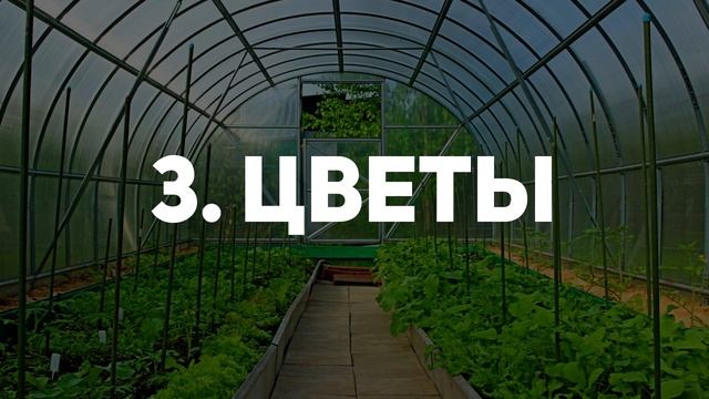 ТОП 5 ПРИБЫЛЬНЫХ БИЗНЕС ИДЕЙ ВЫРАЩИВАНИЯ В ТЕПЛИЦЕ / ТЕПЛИЧНЫЙ БИЗНЕС 2019 смотреть онлайн