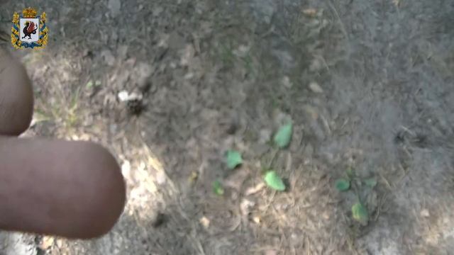 Павел, компас и дохлая лиса смотреть онлайн