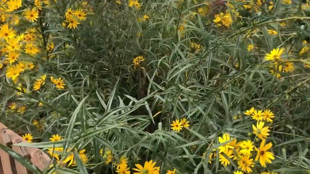 Plant Review: Perennial Sunflower [Helianthus angustifolius] смотреть онлайн