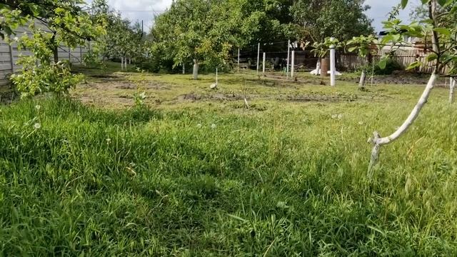 гусята на прогулке! смотреть онлайн