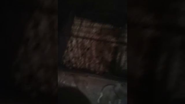 Умерли хомяки.????????ПОМОГИТЕ ЧТО ДЕЛАТЬ! смотреть онлайн