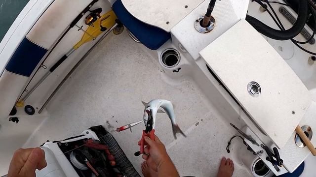 Pound for pound one of the BEST fighting fish!!! Florida Fishing Ponce Inlet for Canal Tuna! смотреть онлайн